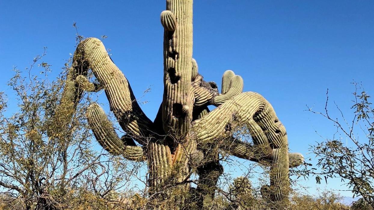 21 photos of crested saguaros in Tucson